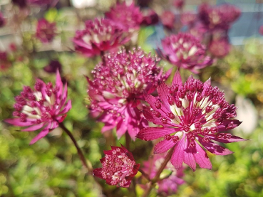 Astrantia major Claret - Sterndolde Claret